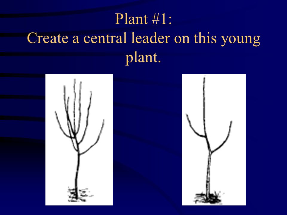 Plant #1: Create a central leader on this young plant.