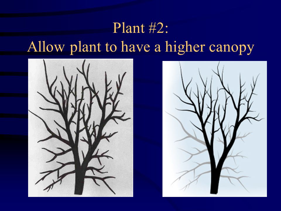Plant #2: Allow plant to have a higher canopy