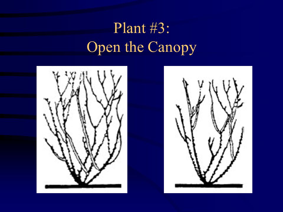Plant #3: Open the Canopy