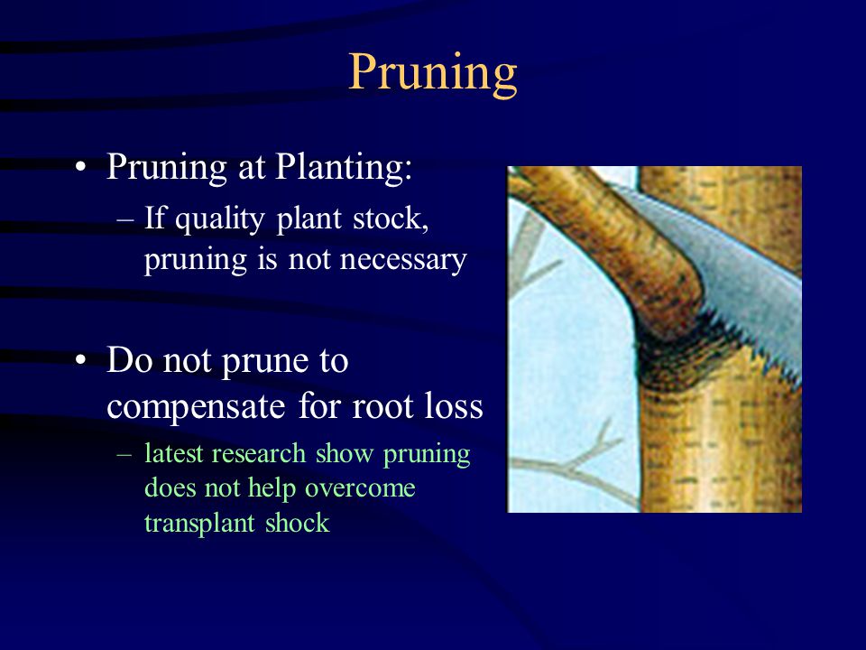 Pruning Pruning at Planting: –If quality plant stock, pruning is not necessary Do not prune to compensate for root loss –latest research show pruning does not help overcome transplant shock