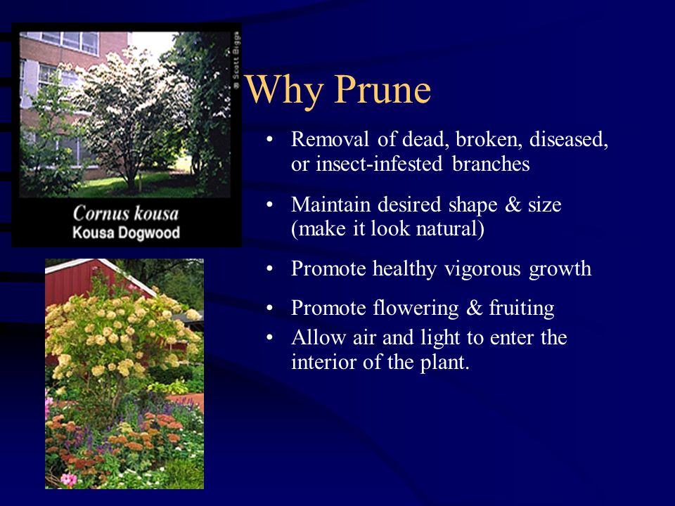 Why Prune Removal of dead, broken, diseased, or insect-infested branches Maintain desired shape & size (make it look natural) Promote healthy vigorous growth Promote flowering & fruiting Allow air and light to enter the interior of the plant.