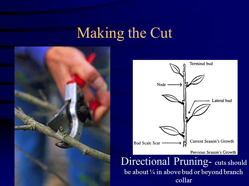 Making the Cut Directional Pruning- cuts should be about ¼ in above bud or beyond branch collar