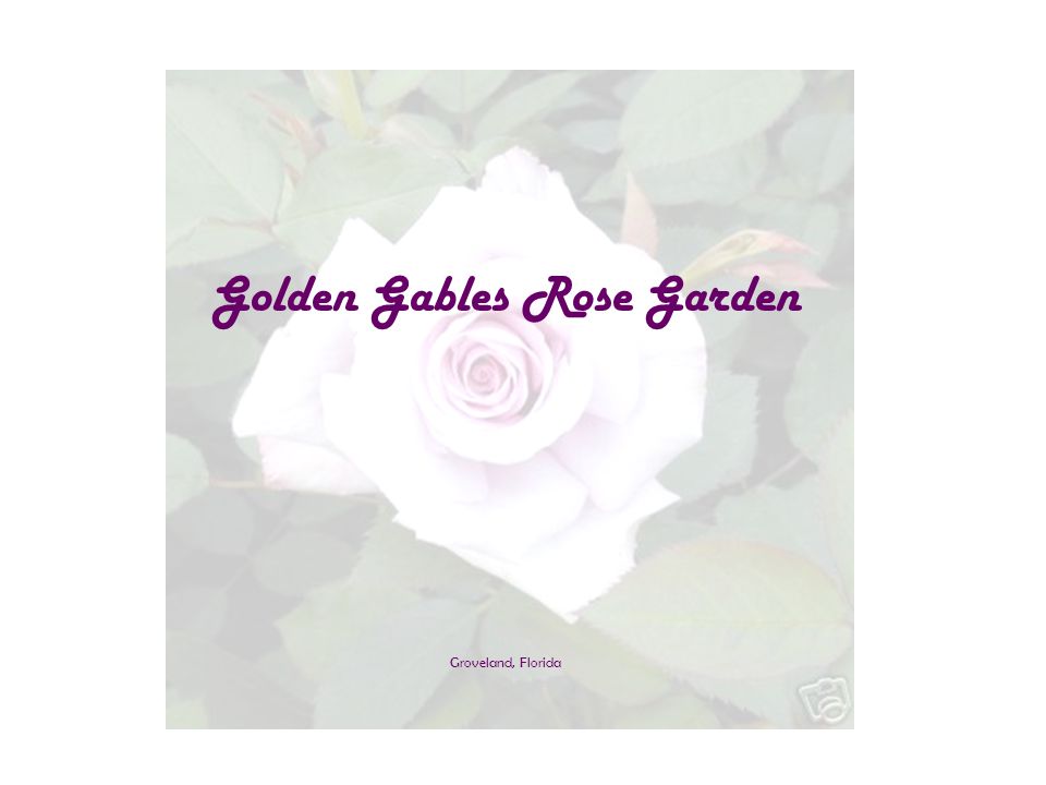 Golden Gables Rose Garden Groveland Florida Golden Gables Rose