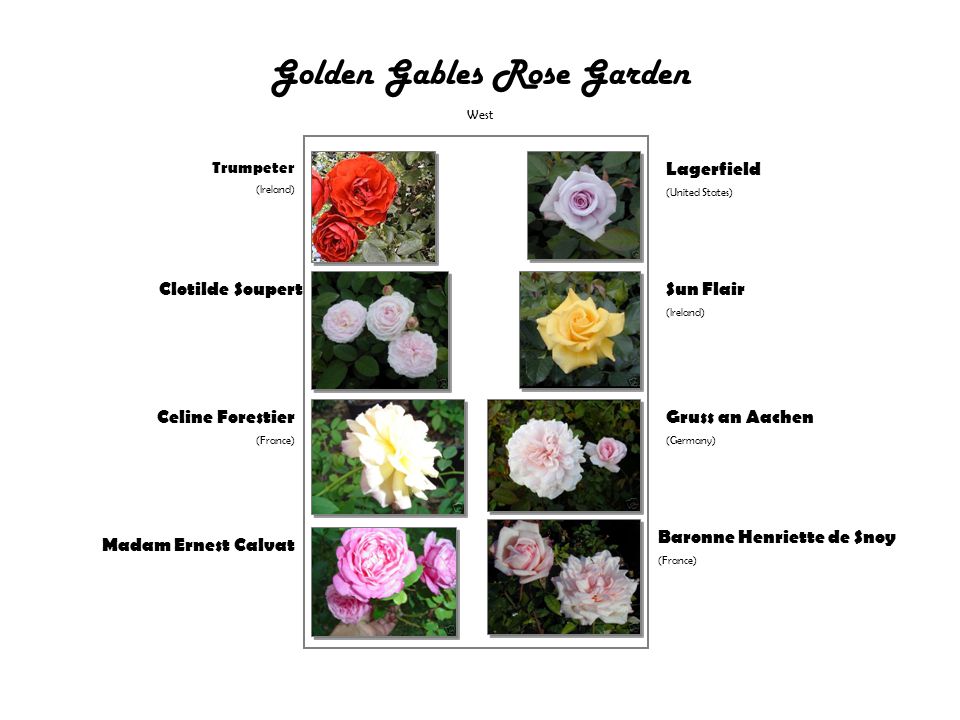 Golden Gables Rose Garden Groveland Florida Golden Gables Rose