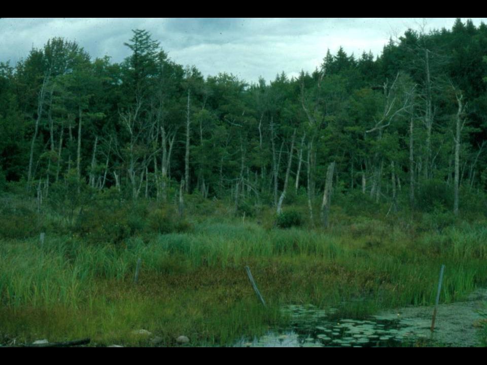 Wetland Functions and Values Fundamentals for Conservation Commissioners Training Program - Unit 5 Fundamentals for Conservation... 