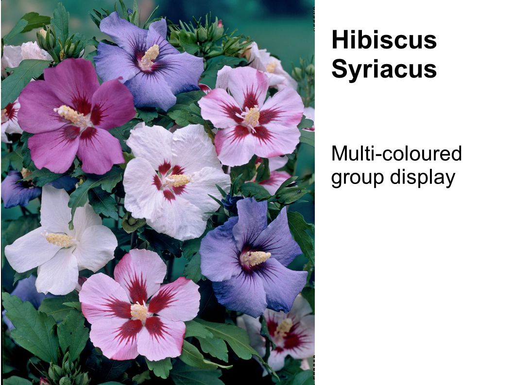 My Virtual Maryland Garden Hibiscus Syriacus Azurri Blue And