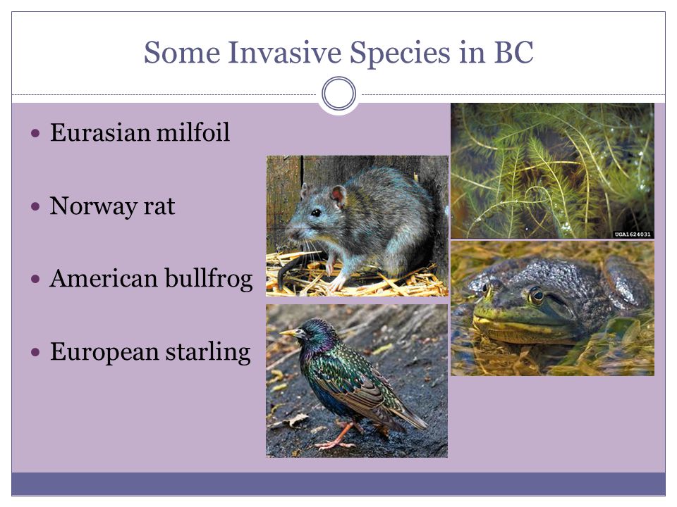 How Introduced Species Affect Ecosystems Introduced Species Ppt Download