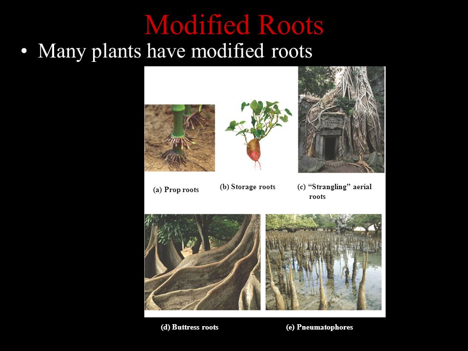 Modified Roots Many plants have modified roots (a) Prop roots(b) Storage roots (c) Strangling aerial roots (d) Buttress roots(e) Pneumatophores (a) Prop roots (b) Storage roots