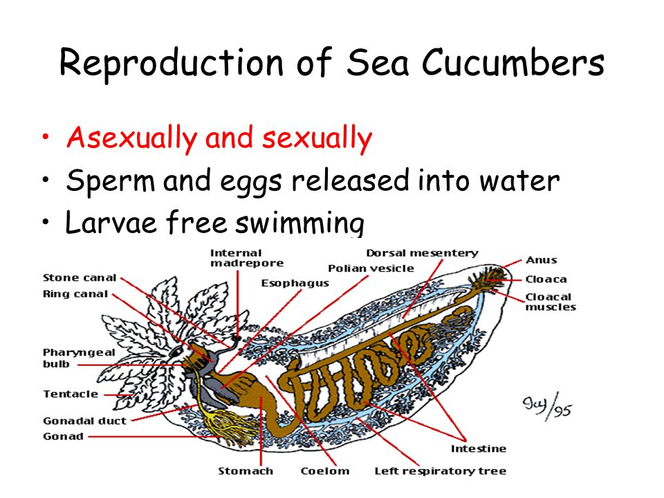 Chordata includes invertebrate lancelets invertebrate sea squirts and all