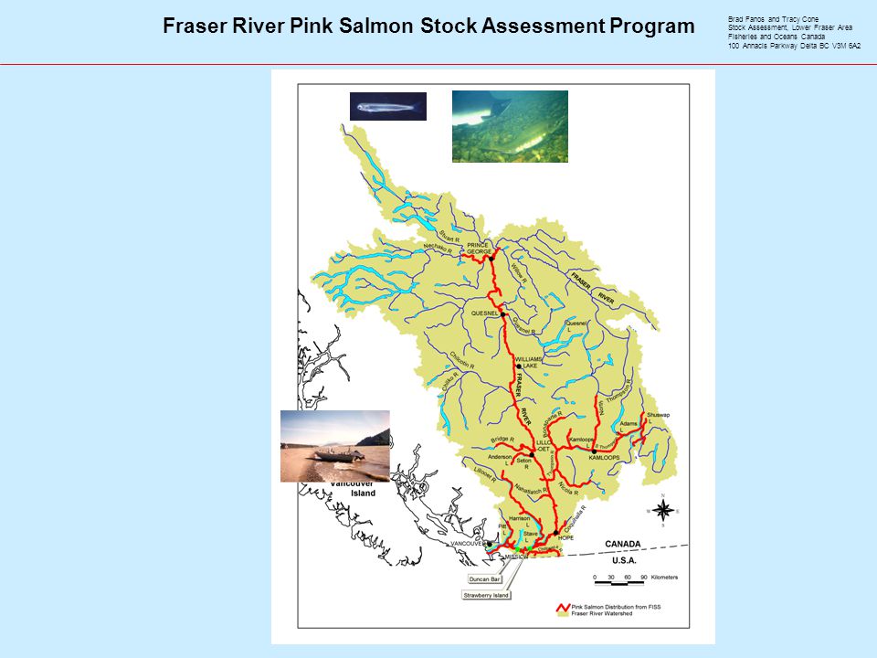 Fraser River Pink Salmon Stock Assessment Program Brad Fanos and Tracy Cone Stock Assessment, Lower Fraser Area Fisheries and Oceans Canada 100 Annacis Parkway Delta BC V3M 6A2