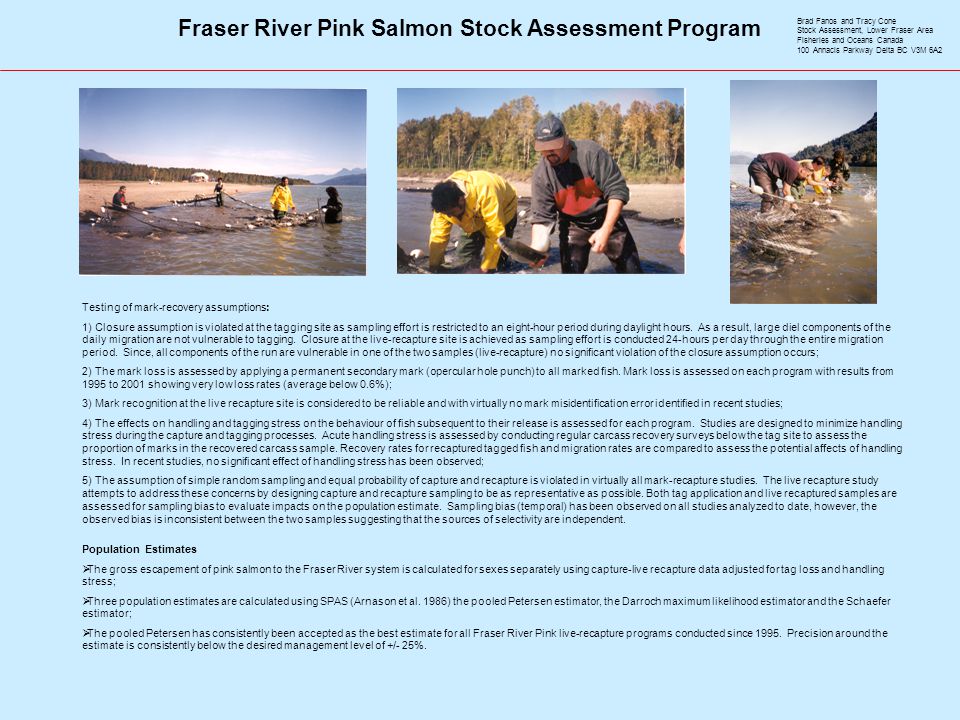 Fraser River Pink Salmon Stock Assessment Program Testing of mark-recovery assumptions: 1) Closure assumption is violated at the tagging site as sampling effort is restricted to an eight-hour period during daylight hours.