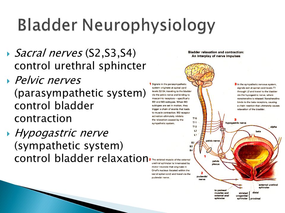 Pelvic nerves (parasympathetic system) control bladder contraction ? 