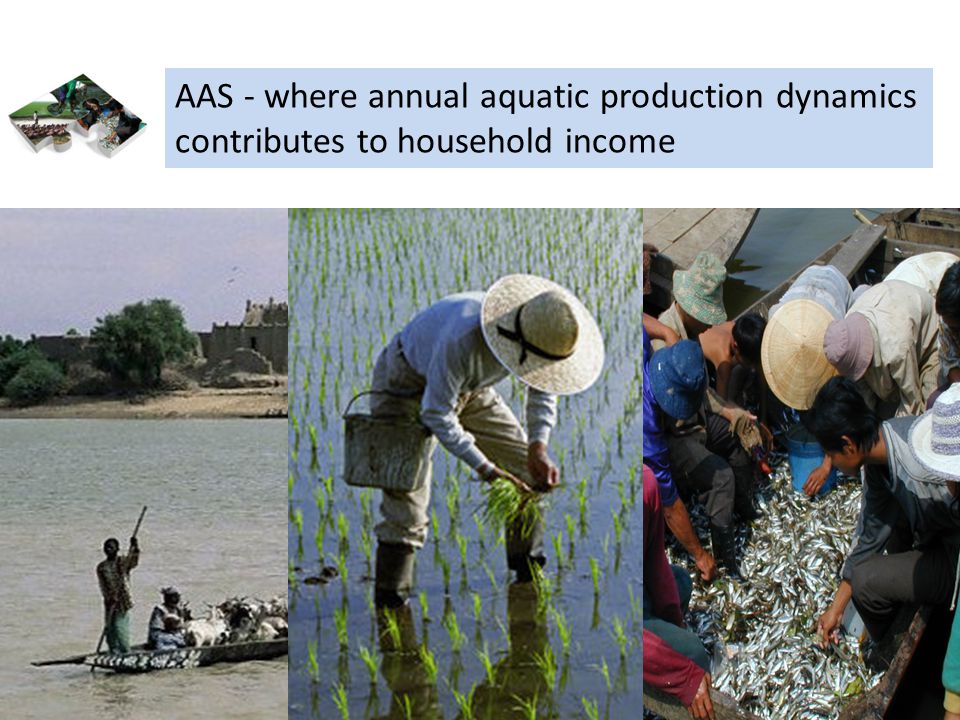 Aquatic agricultural systems AAS - where annual aquatic production dynamics contributes to household income
