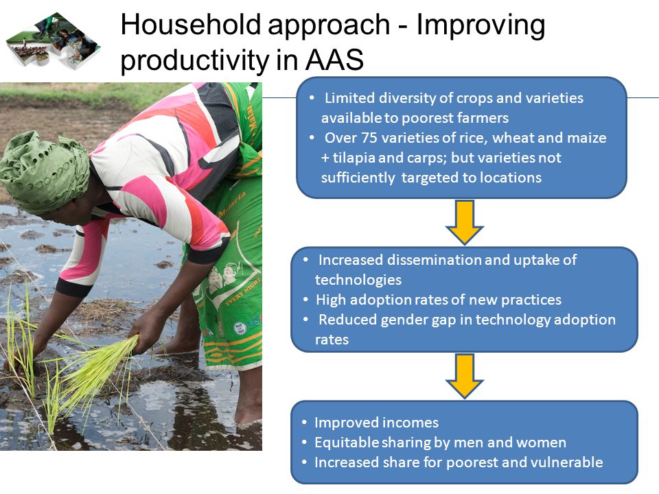 Household approach - Improving productivity in AAS Limited diversity of crops and varieties available to poorest farmers Over 75 varieties of rice, wheat and maize + tilapia and carps; but varieties not sufficiently targeted to locations Increased dissemination and uptake of technologies High adoption rates of new practices Reduced gender gap in technology adoption rates Improved incomes Equitable sharing by men and women Increased share for poorest and vulnerable