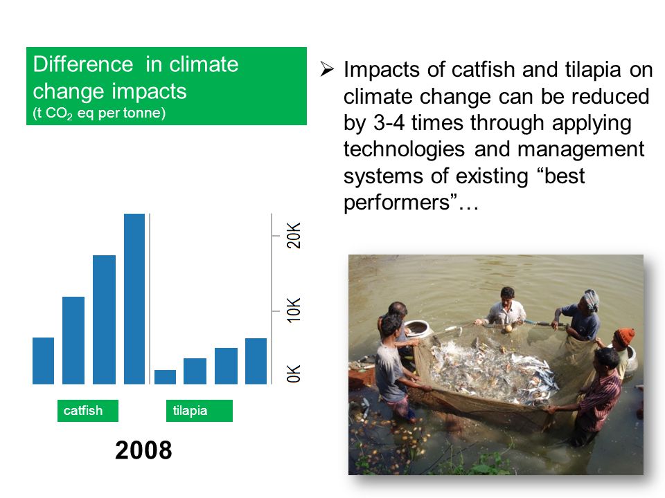 catfishtilapia  Impacts of catfish and tilapia on climate change can be reduced by 3-4 times through applying technologies and management systems of existing best performers … Difference in climate change impacts (t CO 2 eq per tonne)