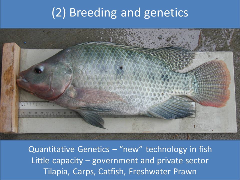 (2) Breeding and genetics Quantitative Genetics – new technology in fish Little capacity – government and private sector Tilapia, Carps, Catfish, Freshwater Prawn