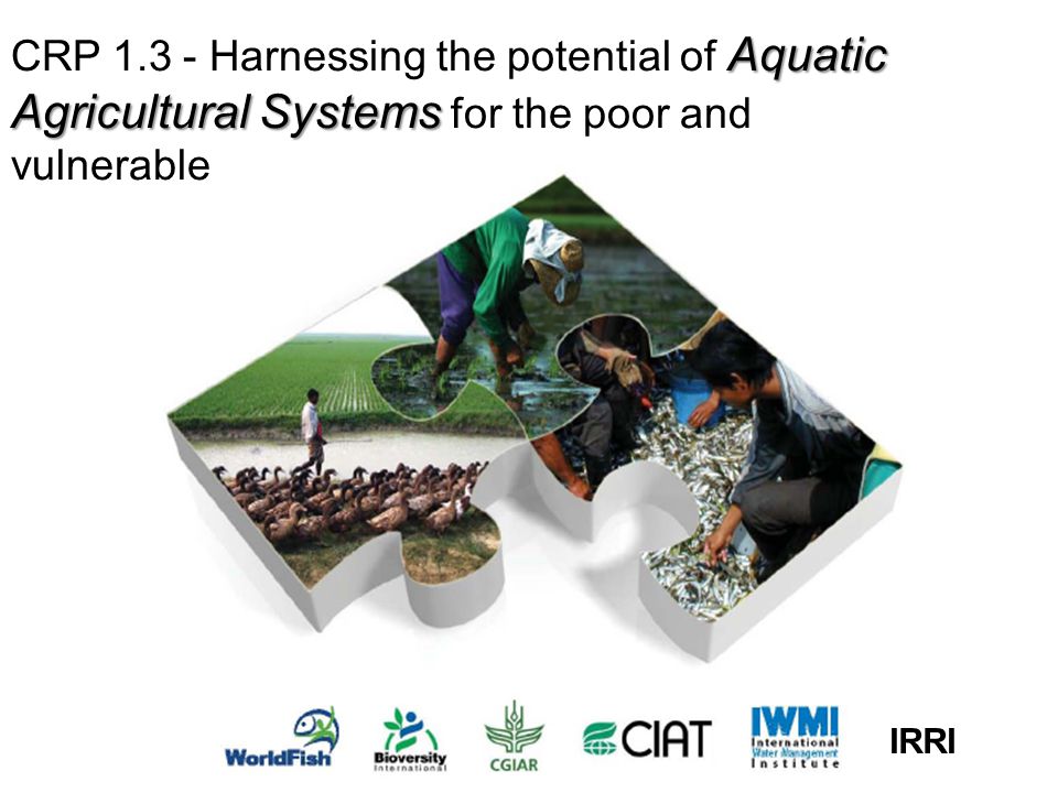 Aquatic Agricultural Systems CRP Harnessing the potential of Aquatic Agricultural Systems for the poor and vulnerable IRRI