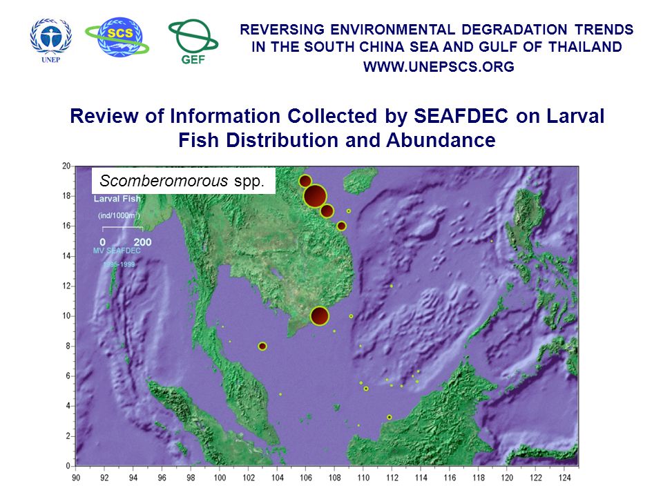 REVERSING ENVIRONMENTAL DEGRADATION TRENDS IN THE SOUTH CHINA SEA AND GULF OF THAILAND   Review of Information Collected by SEAFDEC on Larval Fish Distribution and Abundance Scomberomorous spp.
