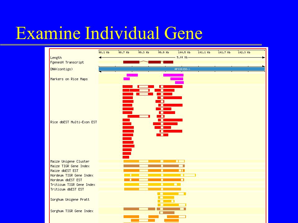 Examine Individual Gene