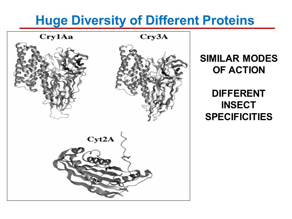 SIMILAR MODES OF ACTION DIFFERENT INSECT SPECIFICITIES Huge Diversity of Different Proteins
