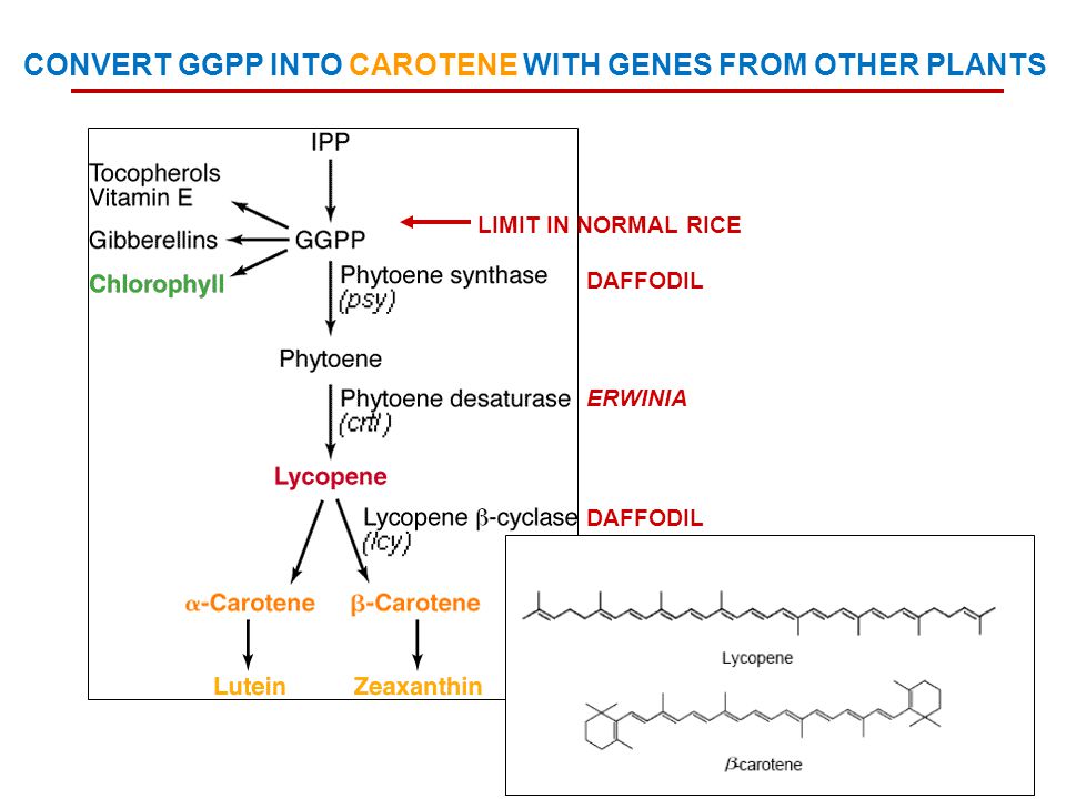 LIMIT IN NORMAL RICE DAFFODIL ERWINIA DAFFODIL CONVERT GGPP INTO CAROTENE WITH GENES FROM OTHER PLANTS