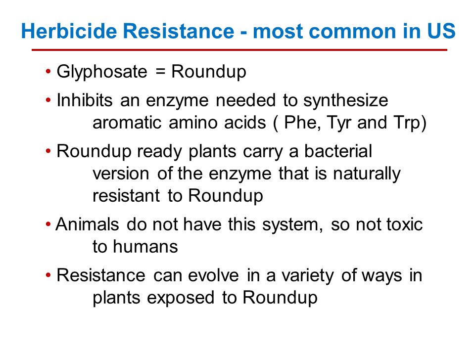 Herbicide Resistance - most common in US Glyphosate = Roundup Inhibits an enzyme needed to synthesize aromatic amino acids ( Phe, Tyr and Trp) Roundup ready plants carry a bacterial version of the enzyme that is naturally resistant to Roundup Animals do not have this system, so not toxic to humans Resistance can evolve in a variety of ways in plants exposed to Roundup