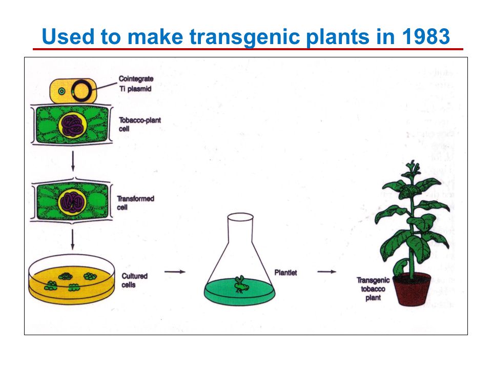 Used to make transgenic plants in 1983