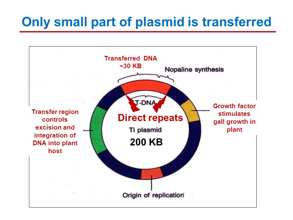 Transferred DNA ~30 KB Transfer region controls excision and integration of DNA into plant host Growth factor stimulates gall growth in plant 200 KB Only small part of plasmid is transferred Direct repeats
