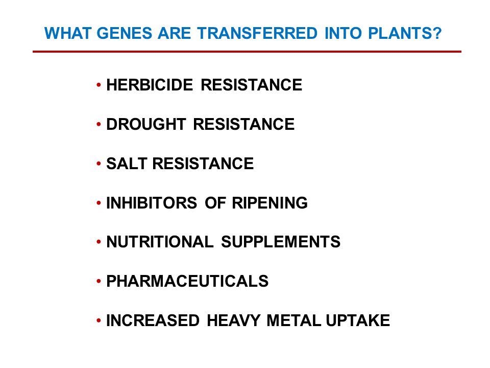 WHAT GENES ARE TRANSFERRED INTO PLANTS.