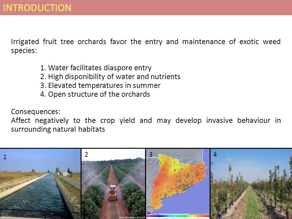 Irrigated fruit tree orchards favor the entry and maintenance of exotic weed species: 1.