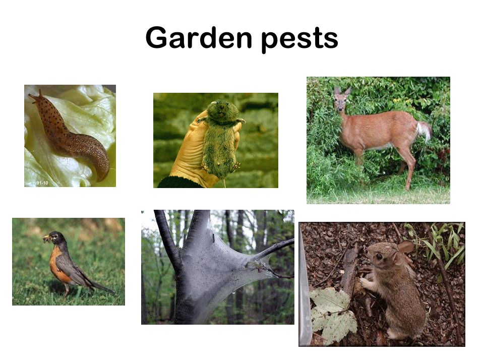 Garden pests