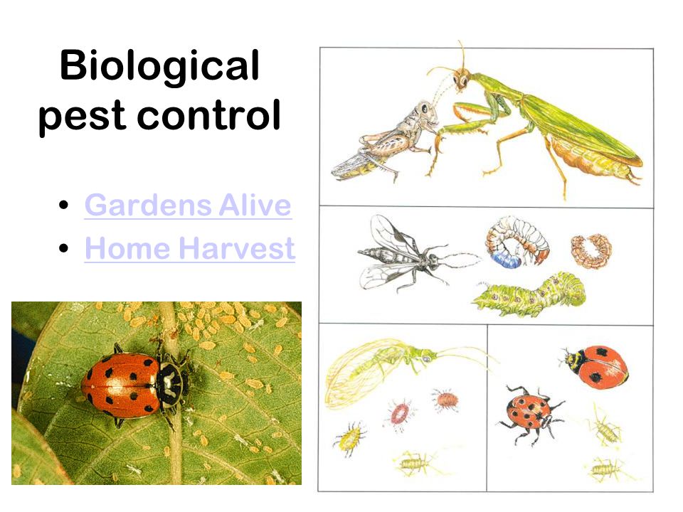 Biological pest control Gardens Alive Home Harvest