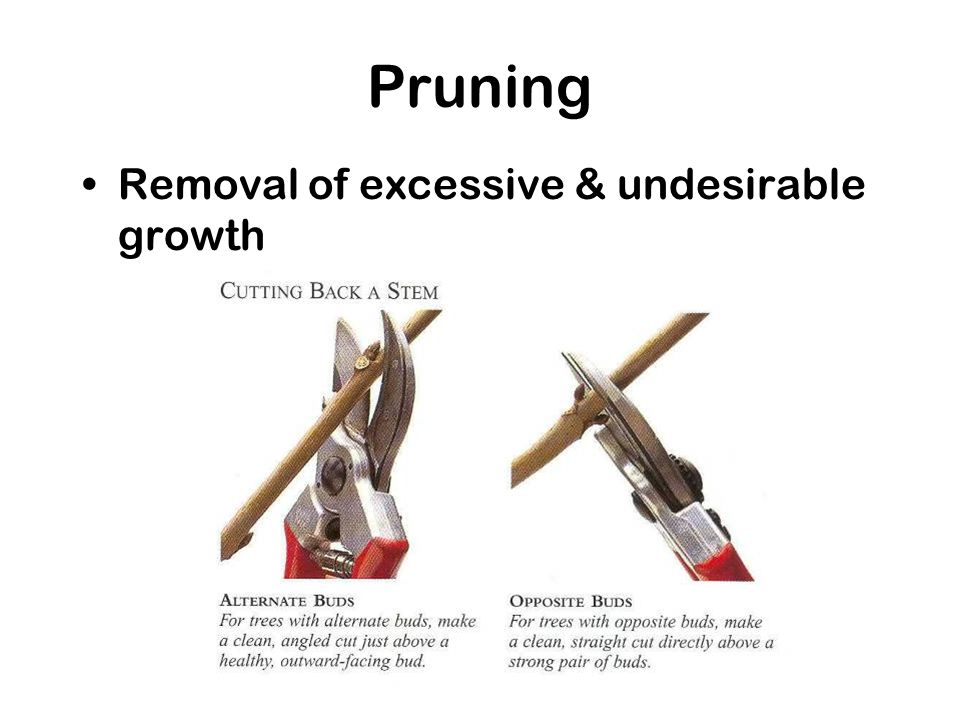 Pruning Removal of excessive & undesirable growth