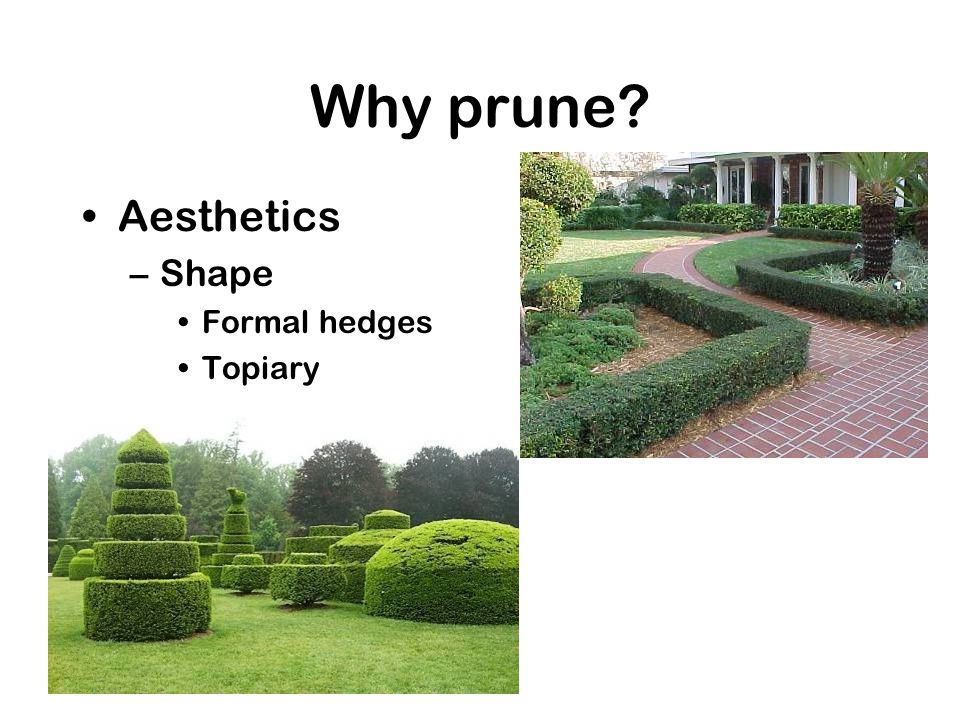 Why prune Aesthetics –Shape Formal hedges Topiary
