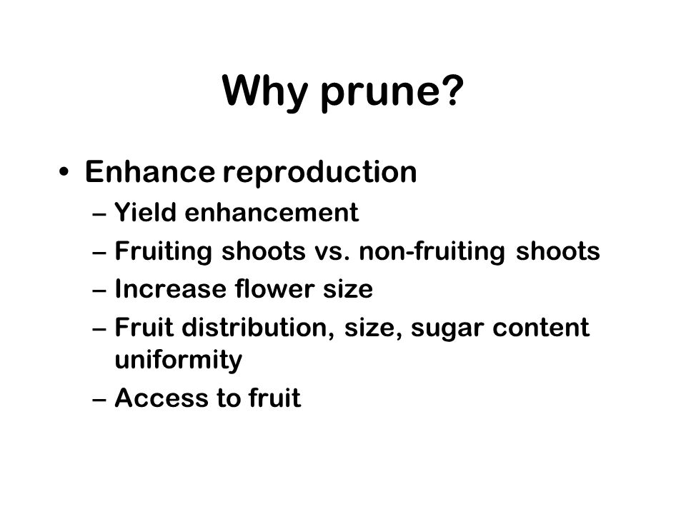 Why prune. Enhance reproduction –Yield enhancement –Fruiting shoots vs.