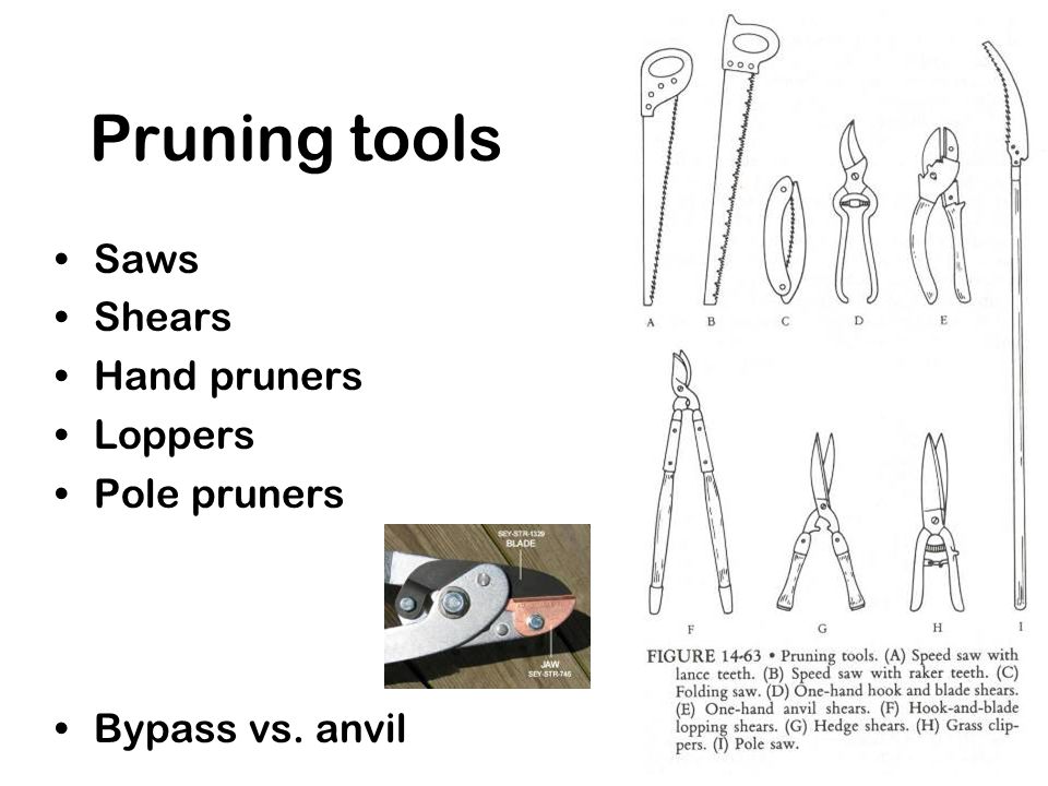 Pruning tools Saws Shears Hand pruners Loppers Pole pruners Bypass vs. anvil