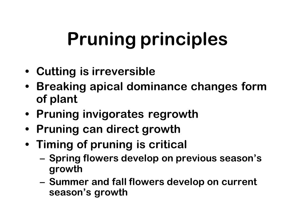 Pruning principles Cutting is irreversible Breaking apical dominance changes form of plant Pruning invigorates regrowth Pruning can direct growth Timing of pruning is critical –Spring flowers develop on previous season’s growth –Summer and fall flowers develop on current season’s growth