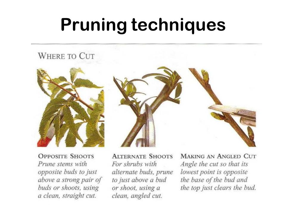 Pruning techniques