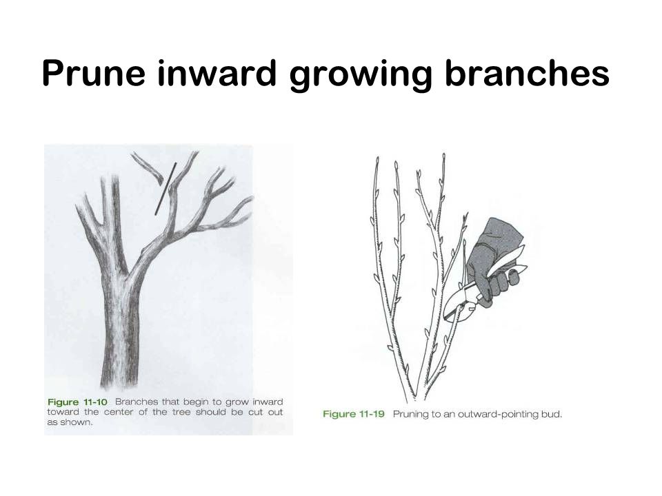 Prune inward growing branches