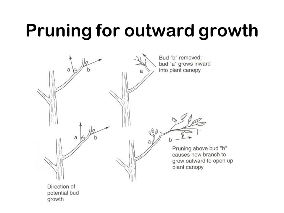 Pruning for outward growth