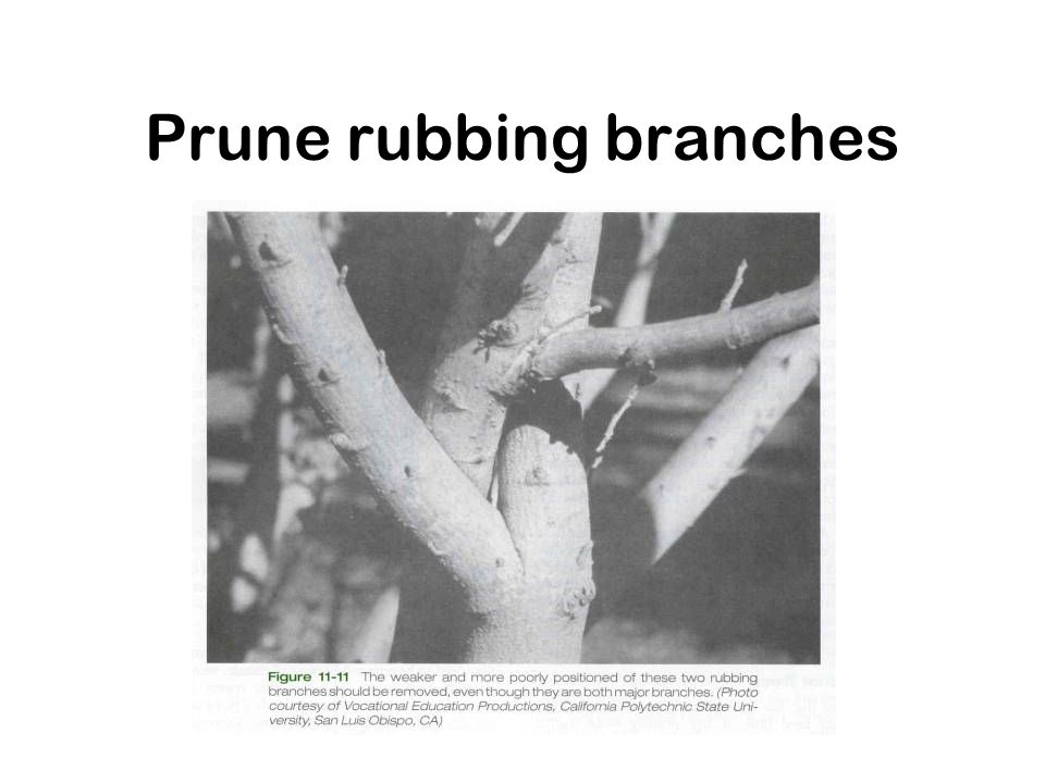Prune rubbing branches