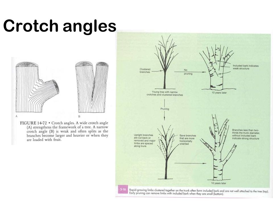 Crotch angles
