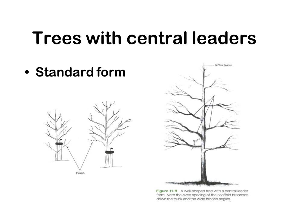 Trees with central leaders Standard form