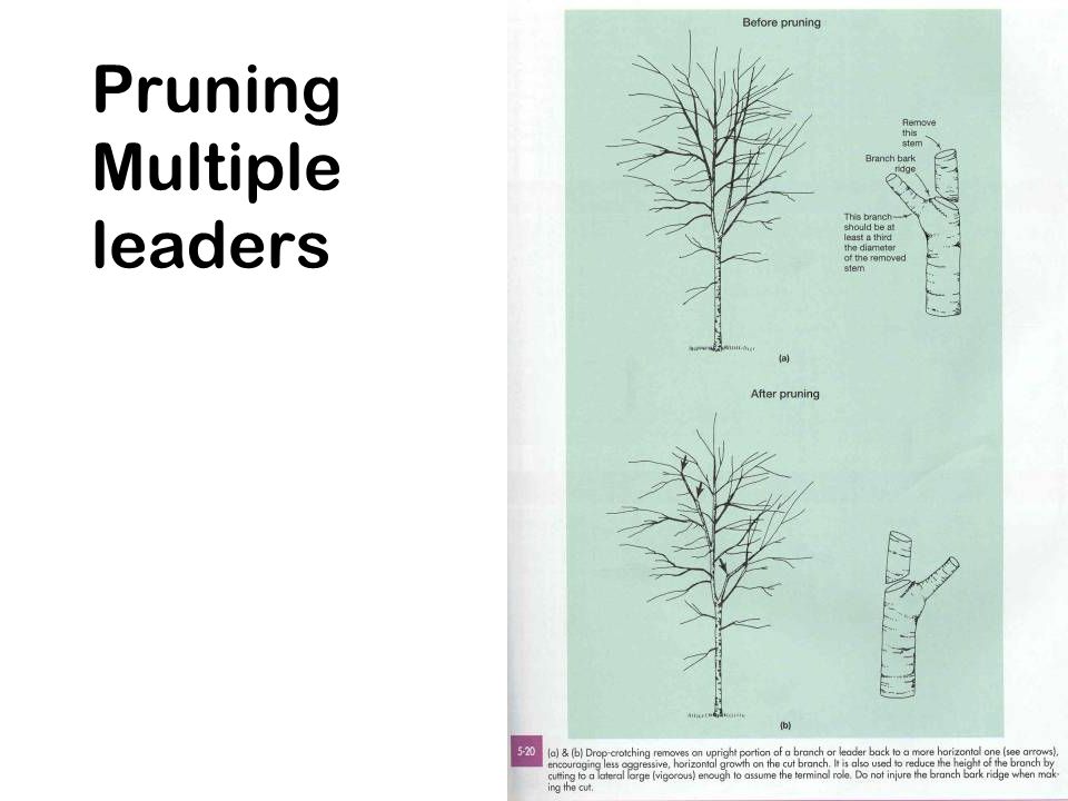 Pruning Multiple leaders