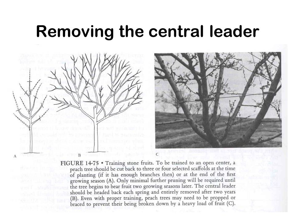 Removing the central leader