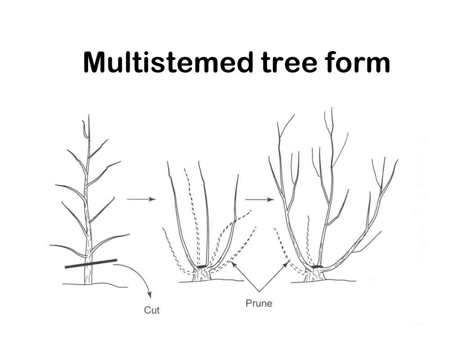 Multistemed tree form