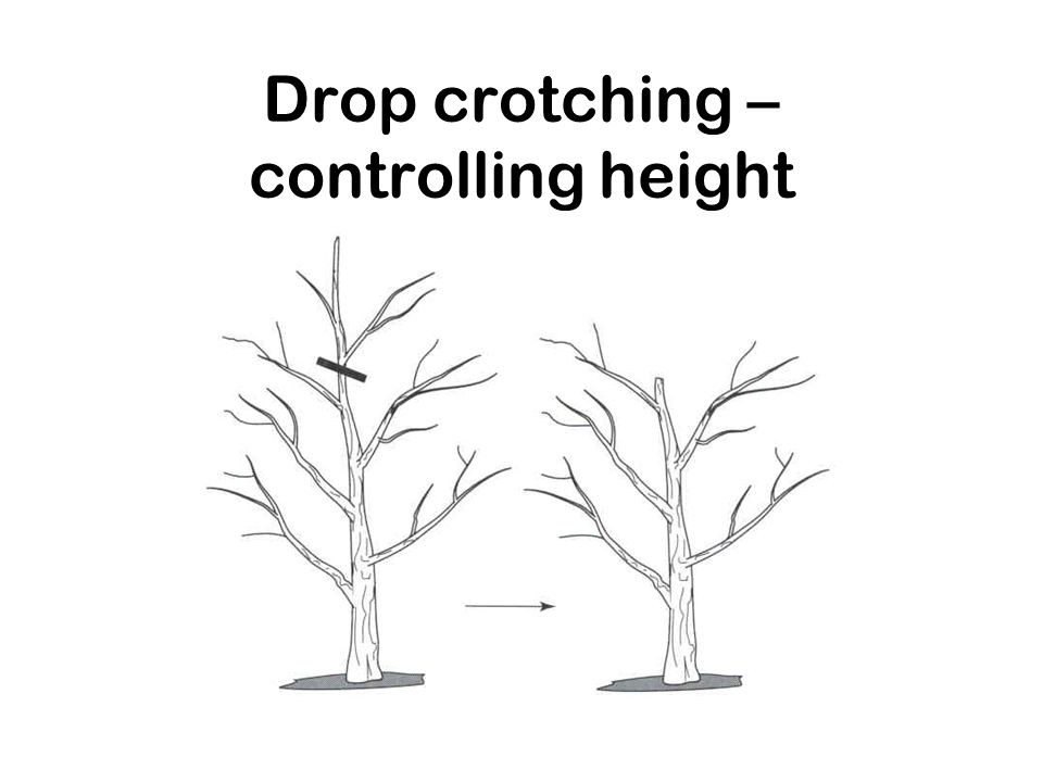 Drop crotching – controlling height