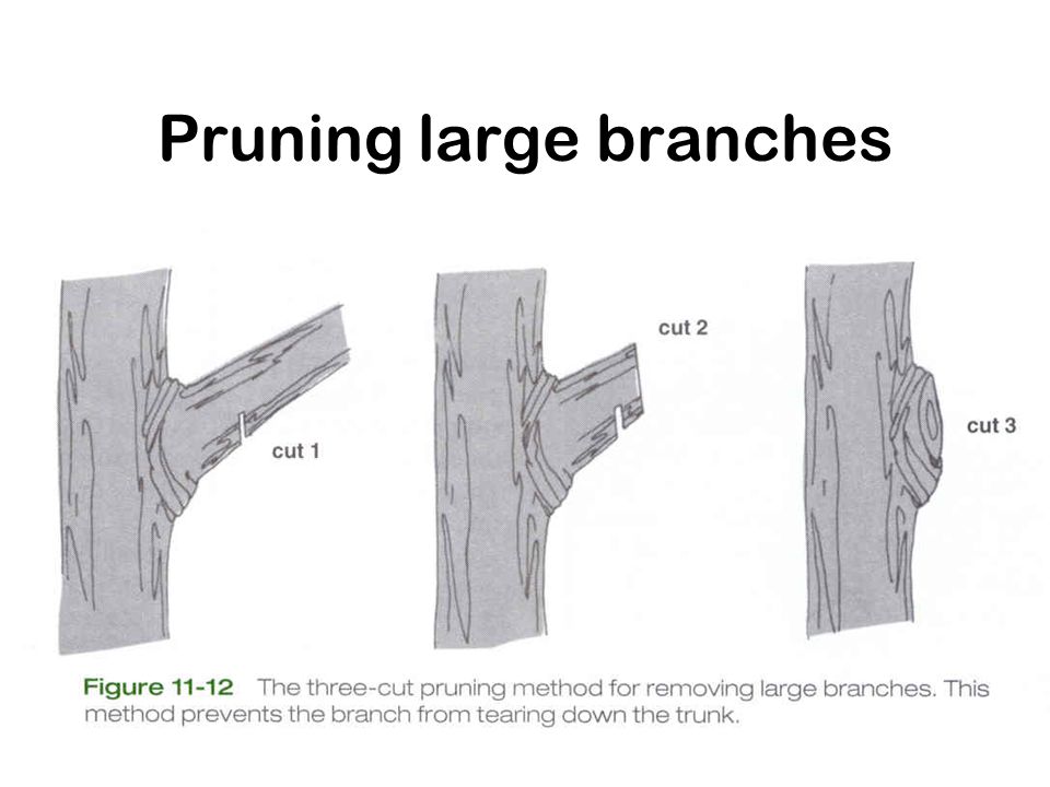 Pruning large branches
