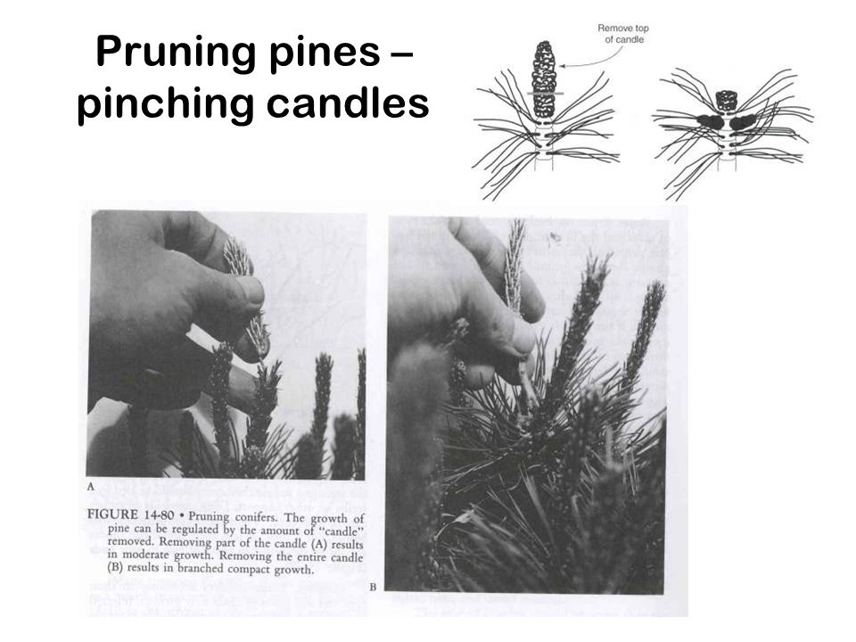 Pruning pines – pinching candles