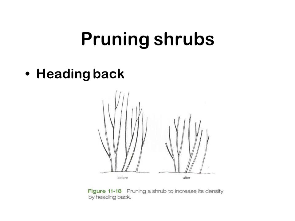 Pruning shrubs Heading back